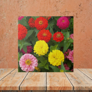 Carreau Fleurs Zinnia colorées Florales