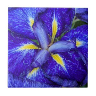 Carreau Floral d'Iris japonais violet