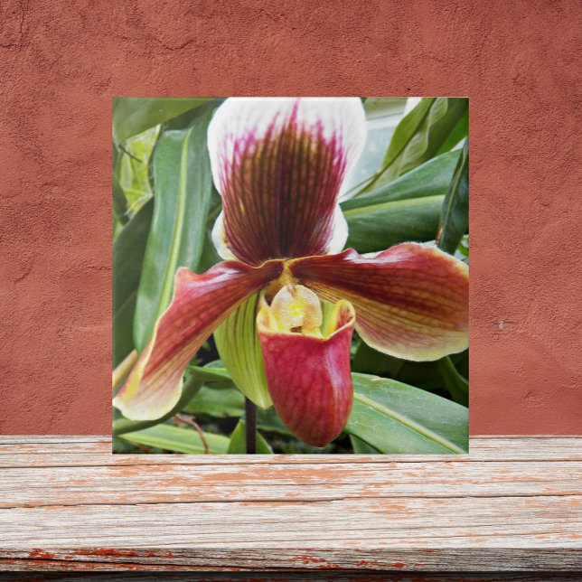 Carreau Flore de l'orchidée rouge Lady Slipper (In Situ)