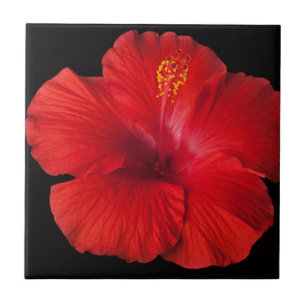 Carreau Flore des fleurs tropicales de l'Hibiscus rouge