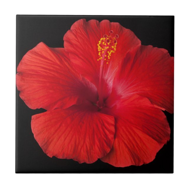 Carreau Flore des fleurs tropicales de l'Hibiscus rouge (Devant)