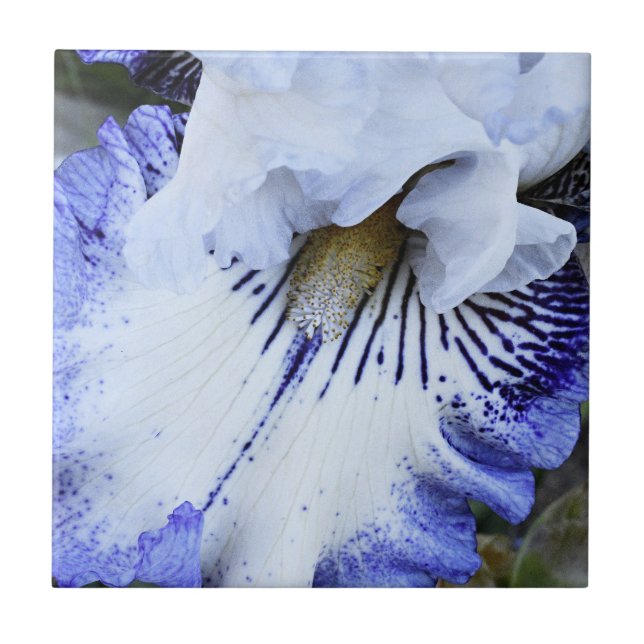Carreau Flore d'Iris à fond bleu et blanc (Devant)