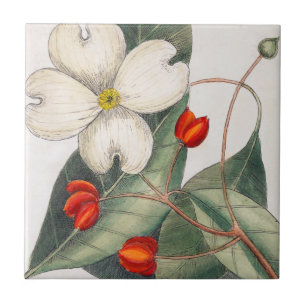 Carreau Flower Dogwood Tree, Fleur Blanche Art Vintage