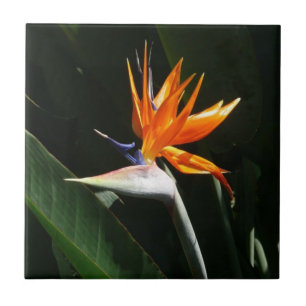 Carreau Flower tropical orange paradise