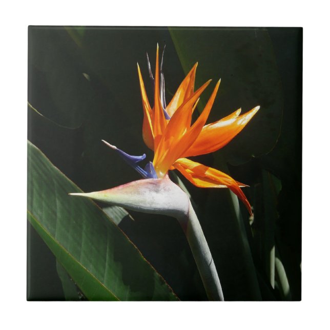 Carreau Flower tropical orange paradise (Devant)