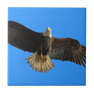 Carreau Flying Bald Eagle on Blue Wildlife Don