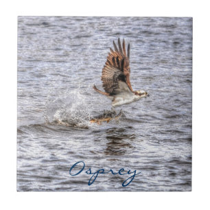 Carreau Flying Osprey & Fish HDR Wildlife Photo Don