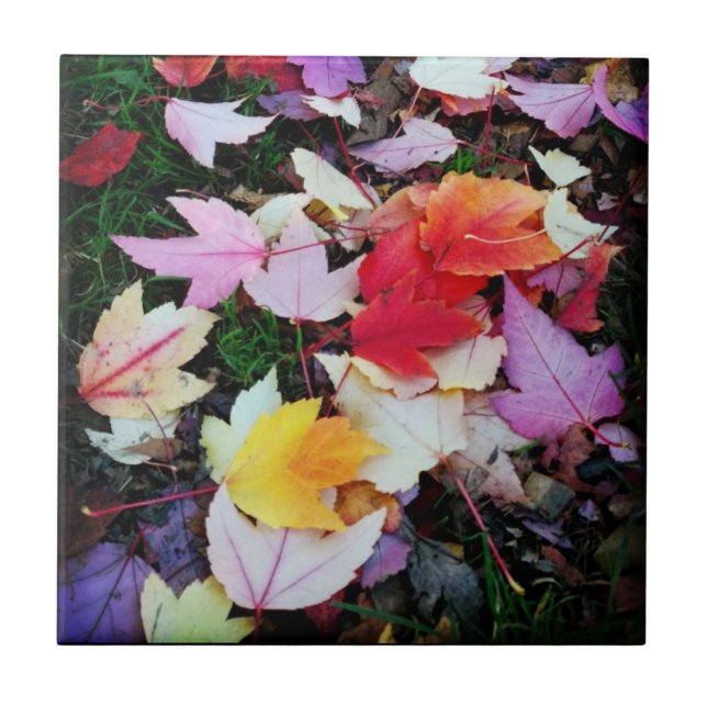 Carreau Folithe d'automne (Devant)
