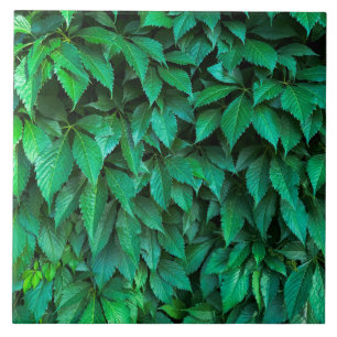 Carreau fond de haie verte parthenocissus motif texte