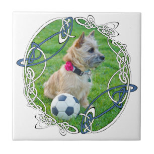 Carreau Football Cairn Terrier