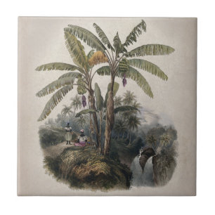 Carreau Forêt de bananiers tropicaux antiques   Bota vinta