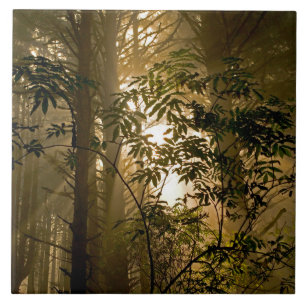 Carreau Forêt de feuillus persistants Côte de l'Oregon
