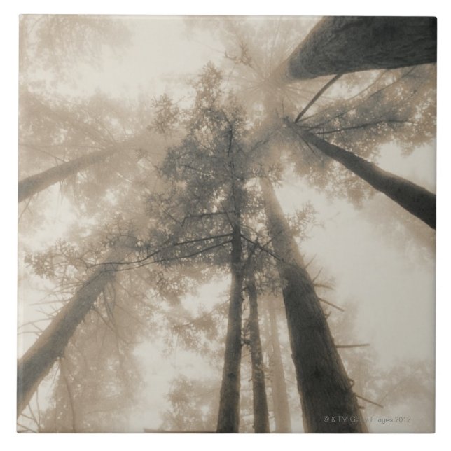 Carreau Forêt de séquoia, la Californie du nord (Devant)