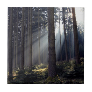 Carreau Forêt en Bavière