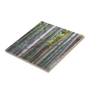 Carreau Forêt géante japonaise de bambou, Sagano, Kyoto, J