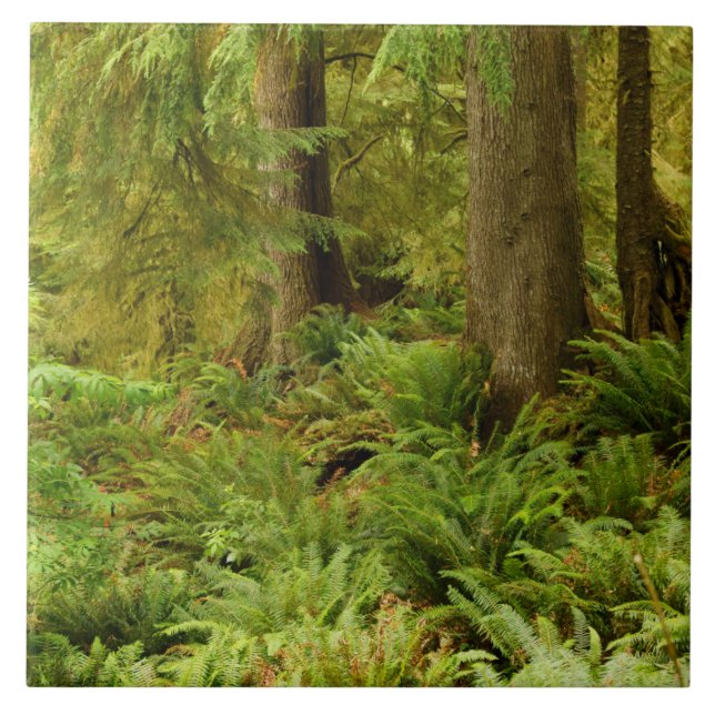 Carreau Forêt luxuriante et fougères | Ecola State Park, O (Devant)