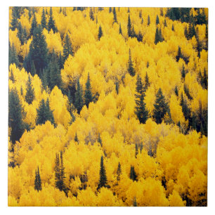 Carreau Forêt nationale de White River   Aspen, Colorado