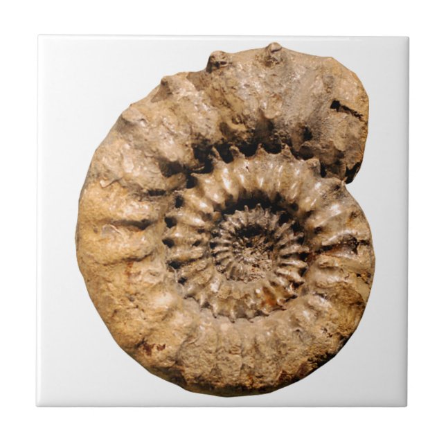 Carreau Fossile d'ammonite (Devant)