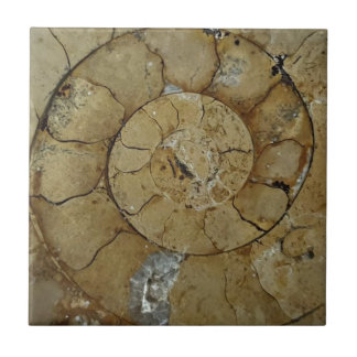Carreau fossile d'ammonite de calcaire