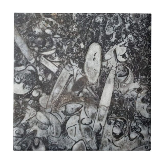 Carreau fossile Orthoseras et Goniatite (Devant)