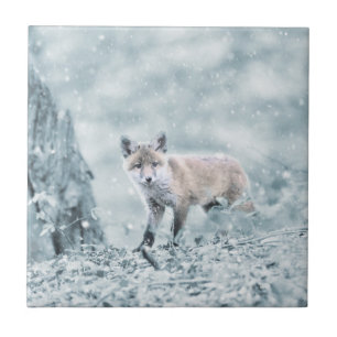 Carreau Fox CUB dans la neige