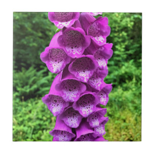 Carreau Foxglove Flowers, Oregon