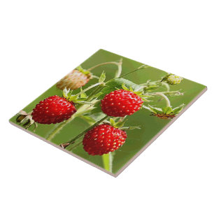 Carreau Fraises Nature Beaux Art Mode