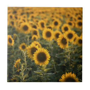 Carreau France, Vaucluse, champ de tournesols
