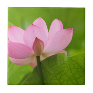 Carreau Franklin NC, Perry's Water Garden, Lotus