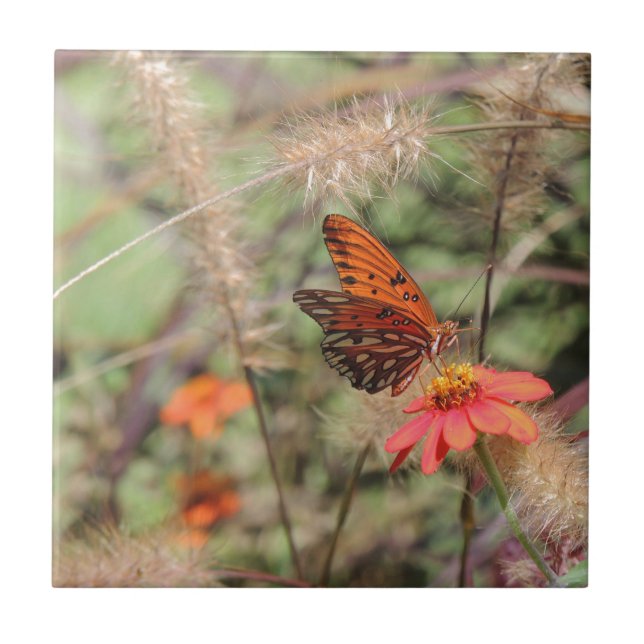 Carreau Fritillaire du Golfe sur Zinnia (Devant)