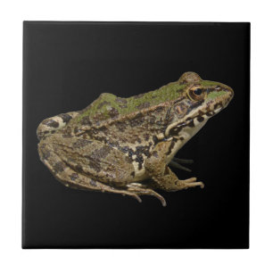 Carreau Frog