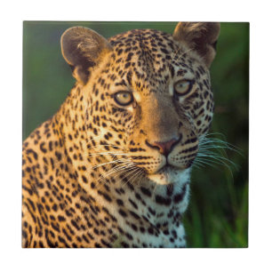 Carreau Full-Grown Cub