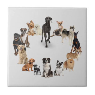 Carreau Fun Dog race Animaux de compagnie Chien