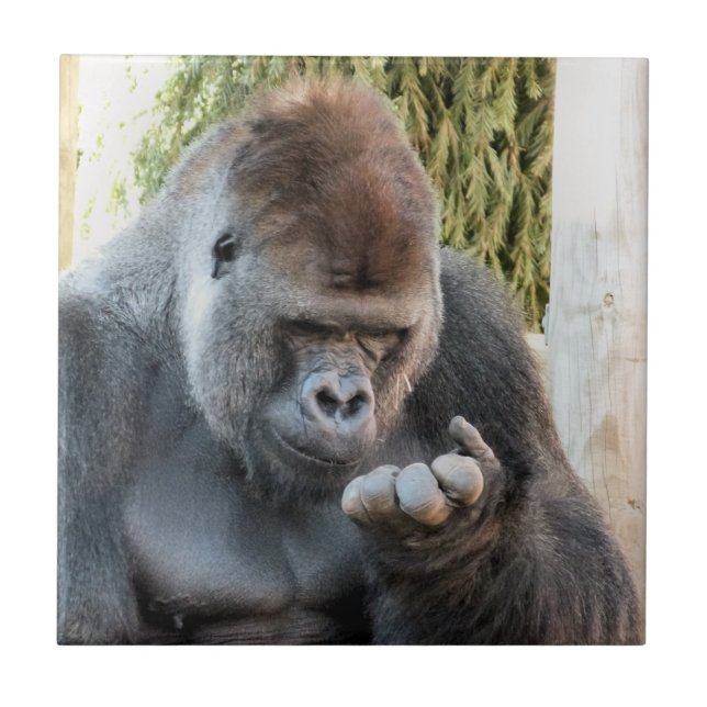 CARREAU FUNNY GORILLA (Devant)