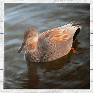 Carreau Gadwall Duck Drake sur le lac
