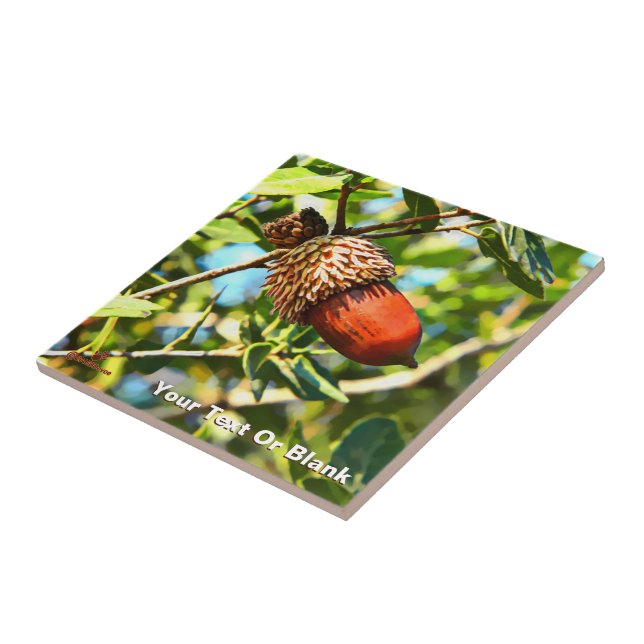Carreau Galilee Acorn (Côté)