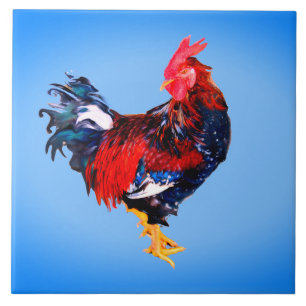 Carreau Gallinaceous