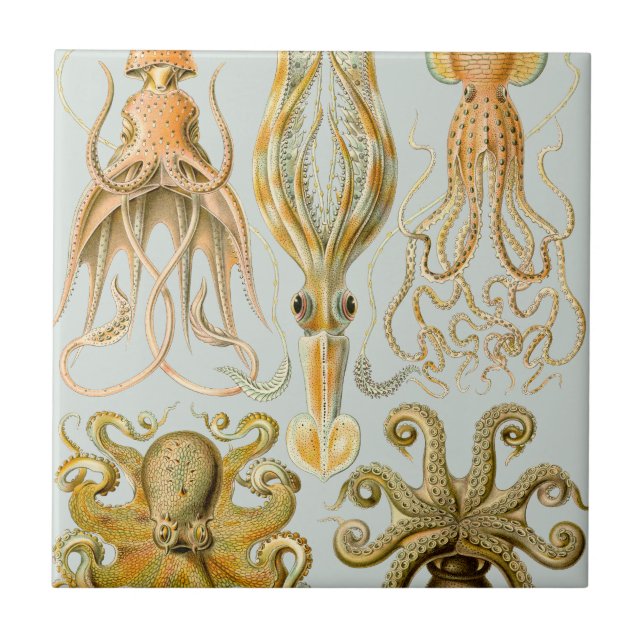 Carreau Gamochonia d'Ernst Haeckel (Devant)