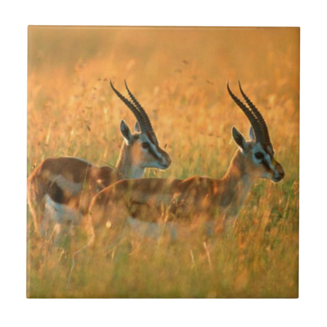 Carreau Gazelle de Thomson (Devant)
