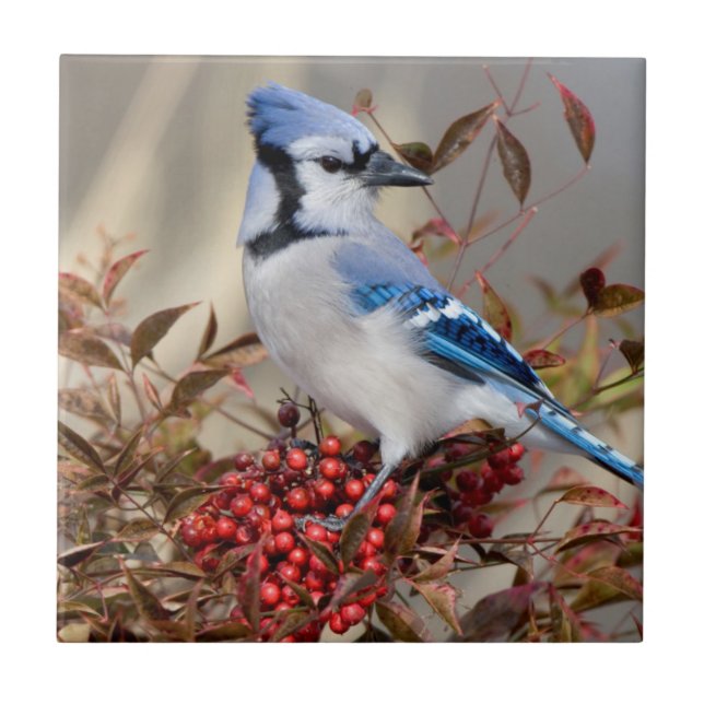 Carreau Geai bleu dans le bambou céleste Nandina (Devant)
