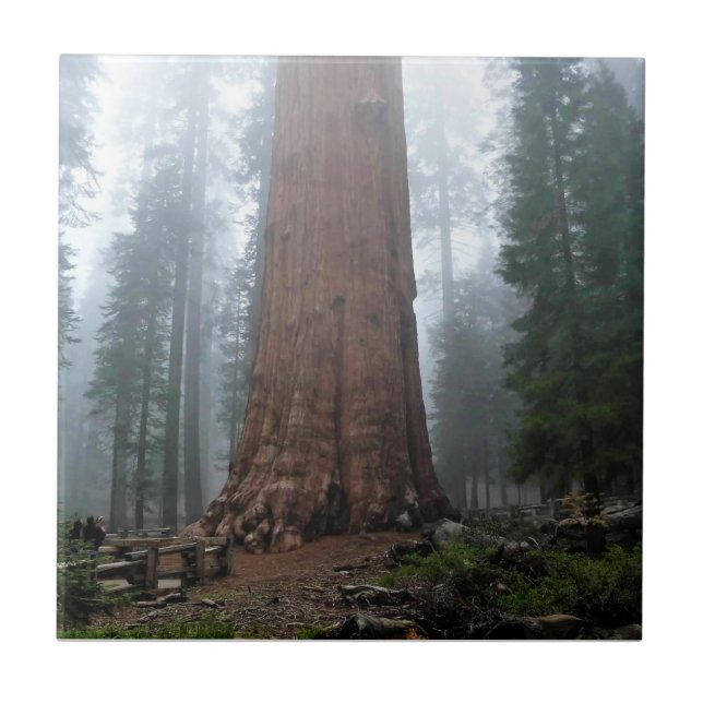 Carreau Général Sherman Tree, Sequoia, CA (Devant)