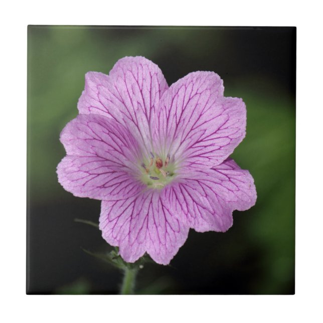 Carreau Geranium Endressii (Devant)