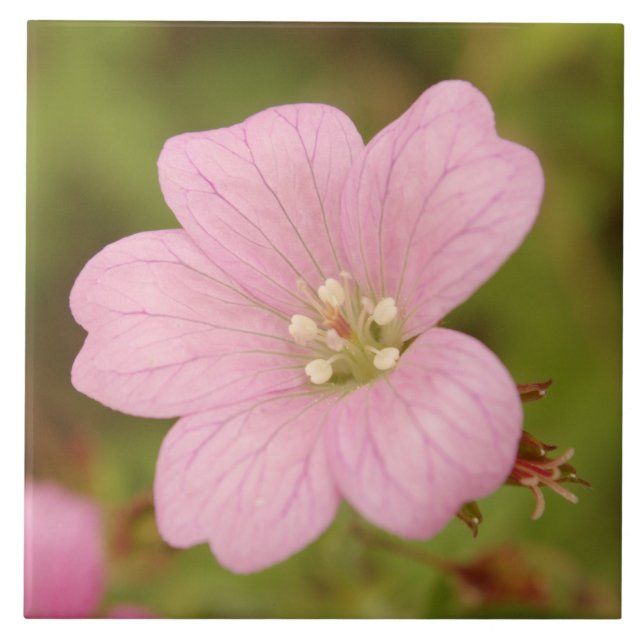 Carreau Géranium sauvage rose (Devant)