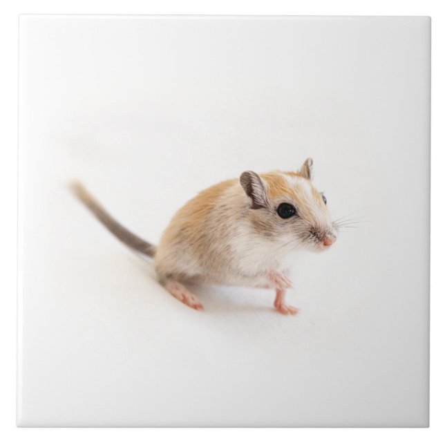 Carreau Gerbil Cute Bébé Animal Animal Pet Gerbils Modèle (Devant)