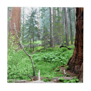 Carreau Giant Sequoias in Grant Grove, CA