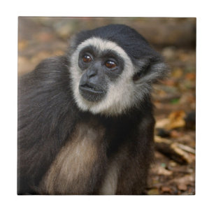 Carreau Gibbon (Hylobates Lar) à poitrine blanche, singe