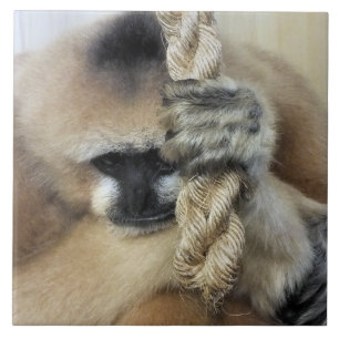 CARREAU GIBBON MONKEY