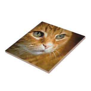 Carreau Gingembre adorable Tabby Chat Poster Portrait anim