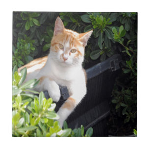 Carreau Gingembre et chat blanc