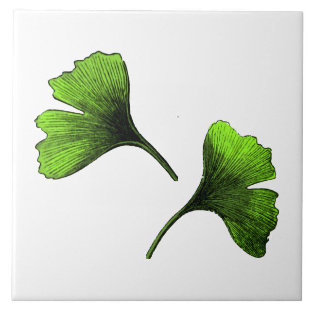 Carreau Ginkgo Biloba Art Botanique Feuille (Devant)